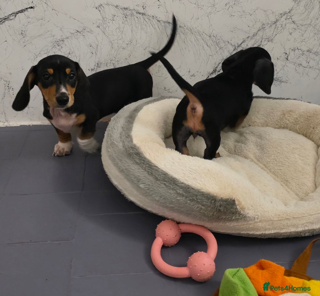 Miniature Dachshund dogs for sale: 🌟READY NOW🌟🐾Smooth coat Miniature Dachshund 🐾 - Advert 7
