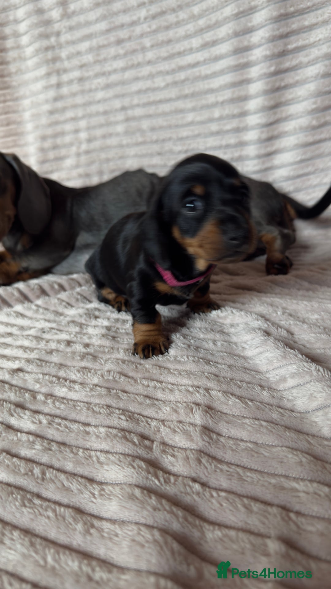 Miniature Dachshund dogs for sale: ⭐️OUTSTANDING MINI DACHSHUND PUPS⭐️  - Advert 13