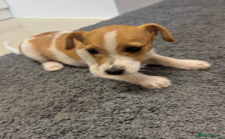 Jack Russell dogs - Advert 1