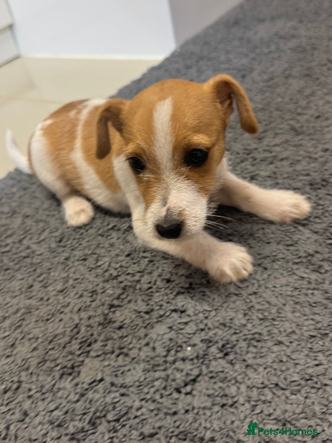 Jack Russell dogs for sale: Three beautiful jack Russel puppies  - Image 1