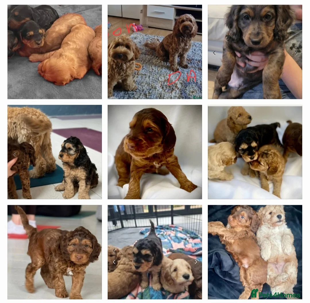 Cockapoo dogs for stud: F1 cocapoo well Proven extensively health tested in Bromley - Advert 25