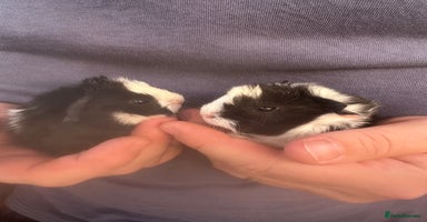 Guinea Pig rodents - Advert 6