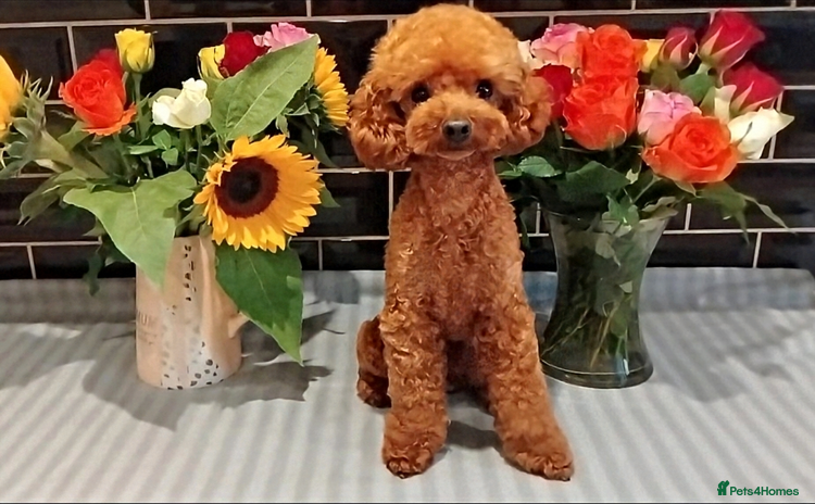 Toy Poodle dogs - Advert 1