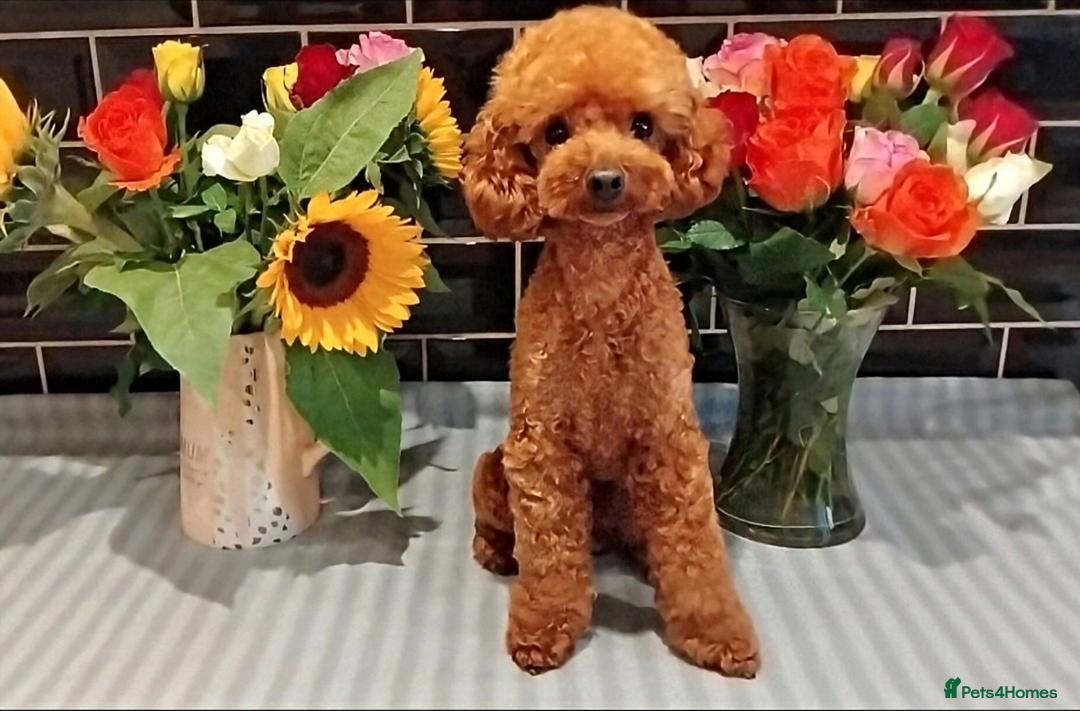 Toy Poodle dogs for stud: Red Toy Poodle STUD - Health tested clear  - Image 1