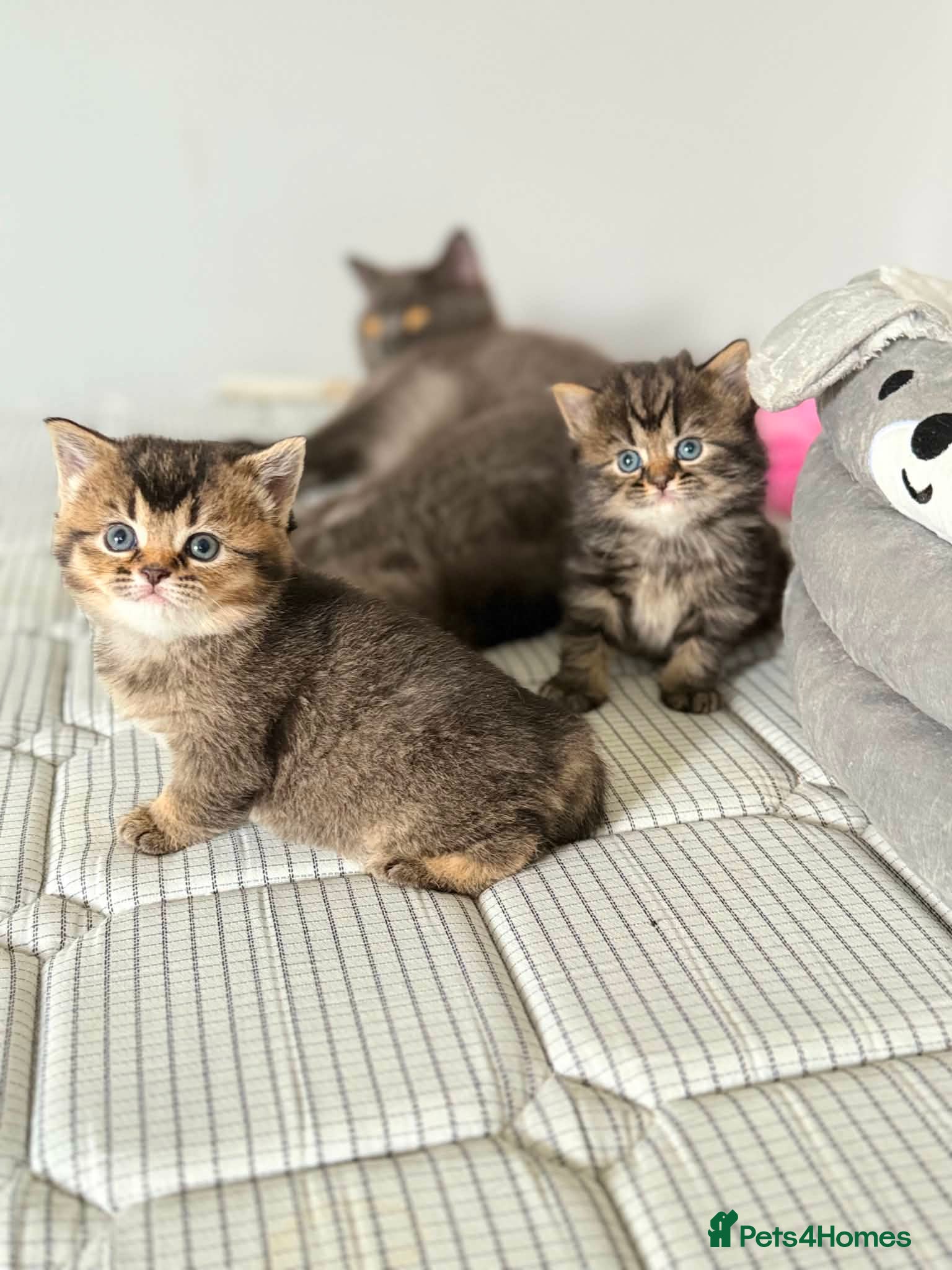 Mixed Breed cats for sale: 3 Little kittens  in Basildon - Advert 10