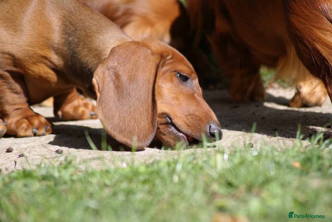 Dachshund dogs for sale: Dachshund Standard Smooth Haired in Boston - Image 10