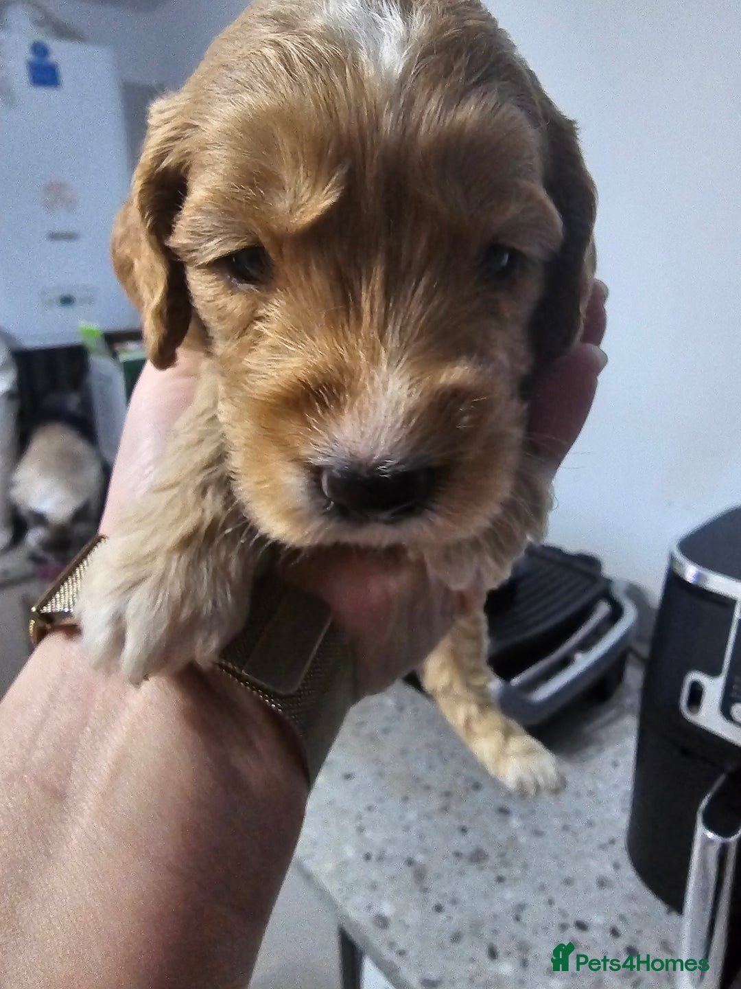 Cockapoo dogs for sale: Cockapoos for sale  - Image 7