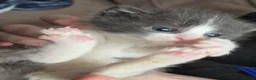 Mixed Breed cats for sale: Beautiful Blue/grey & white boys - Advert 6
