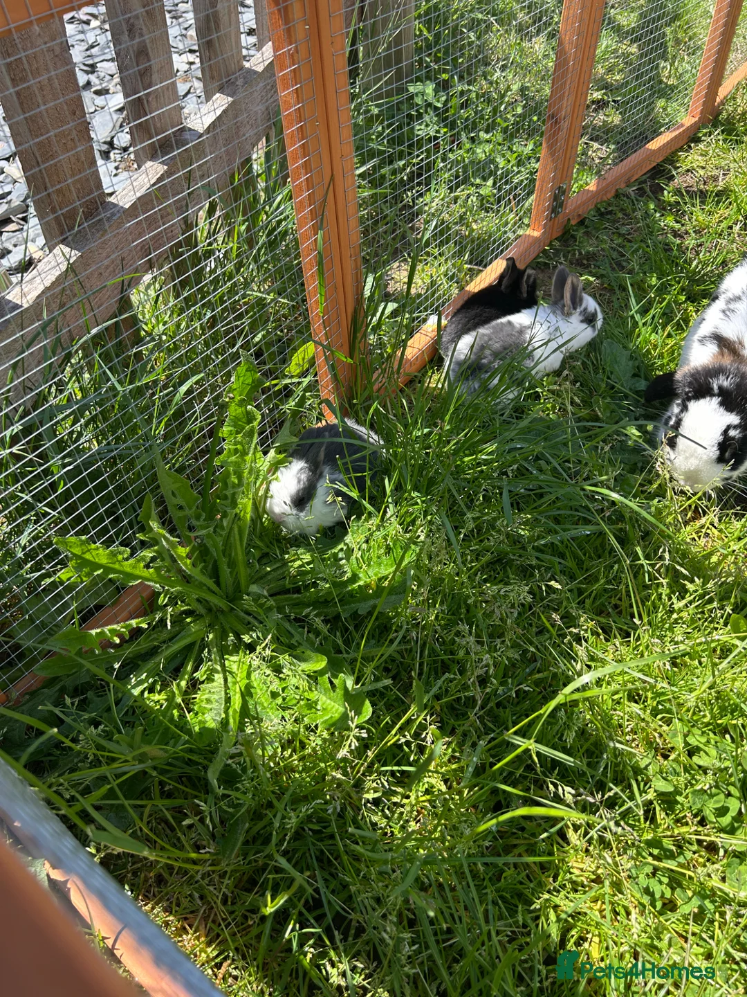 Mixed Breed rabbits for sale: bunnies  - Advert 3