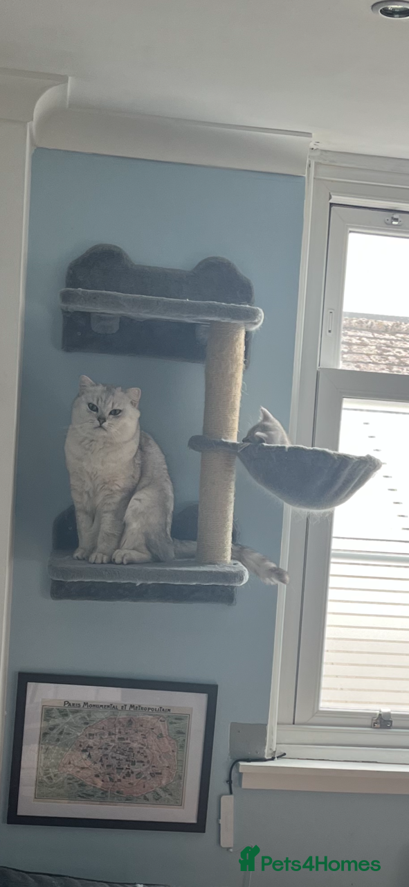 British Shorthair cats for sale: BHS x kittens - Advert 21