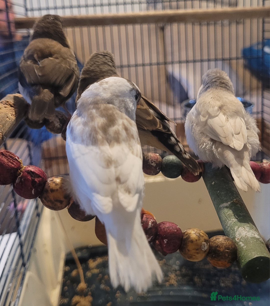 Finches birds for sale: Baby finches for sale £10 each - Image 9