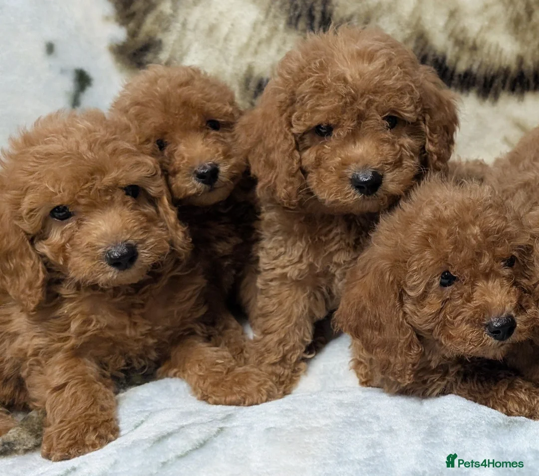 Toy Poodle dogs for sale: Stunning DNA Clear Toy Mini Poodle Puppies  - Advert 1