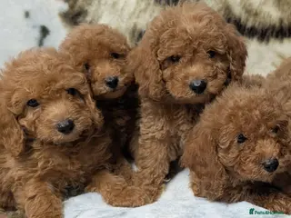Toy Poodle dogs Stunning DNA Clear Toy Mini Poodle Puppies - Advert 18