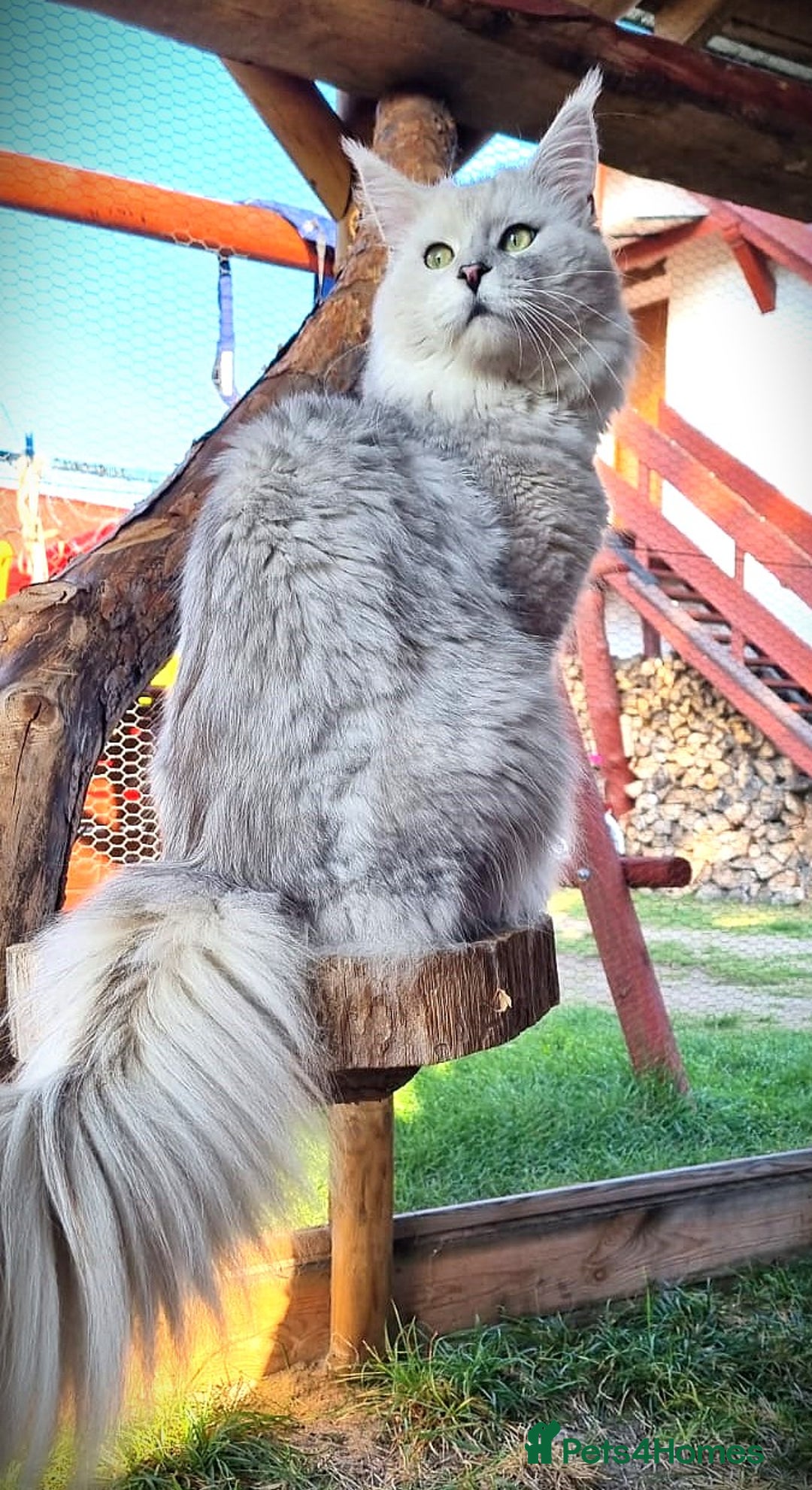 Maine Coon cats for sale: XL PEDIGREE TICA REGISTERED MAINE COON KITTENS - Advert 39