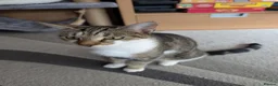 Mixed Breed cats for sale: Kittens  - Advert 10