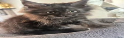 Maine Coon cats for sale: 2 females left ready now  - Advert 6