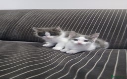 Mixed Breed cats for sale: Two beautifully marked boys - Image 1