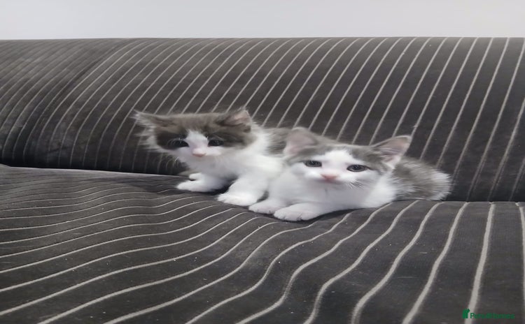 Mixed Breed cats - Advert 6