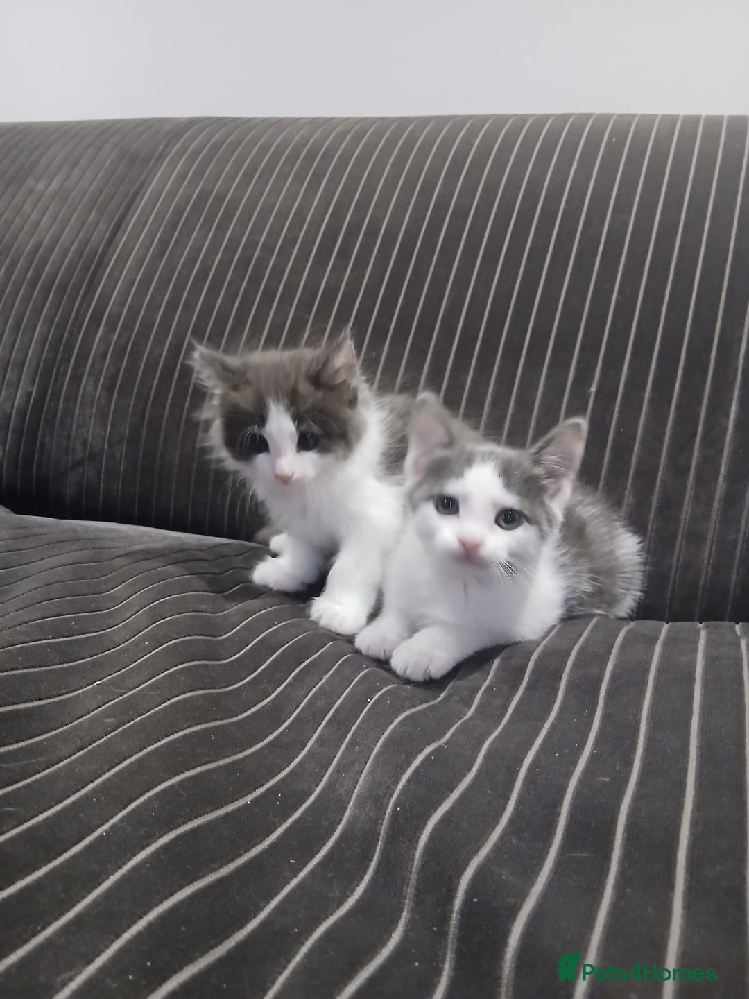 Mixed Breed cats for sale: Two beautifully marked boys - Image 1