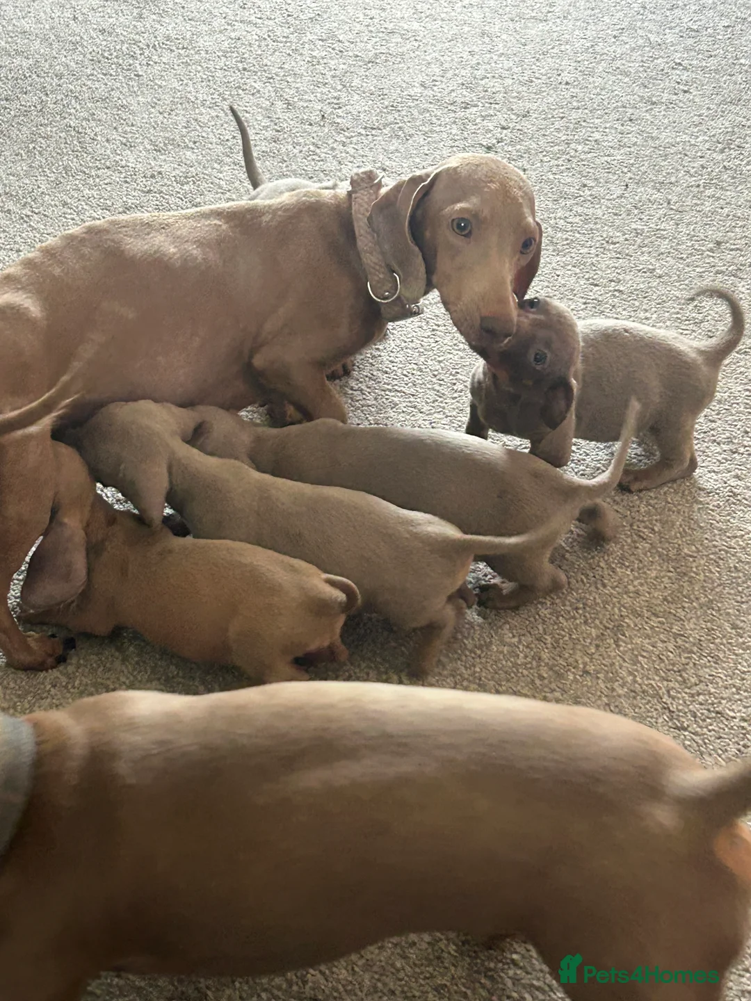 Dachshund dogs for sale: Dachshund Puppies  in Dudley - Advert 2