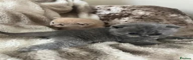 British Shorthair 3