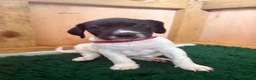 Mixed Breed dogs for sale: 1 BOY & 1 GIRL LEFT- GSP X FOXHOUND Puppies  - Advert 18