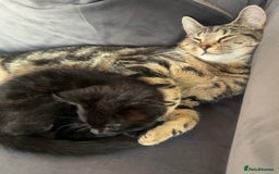 Domestic Shorthair cats for sale: Selene and Hades - £60 Indoor Bonded Pair - Image 2
