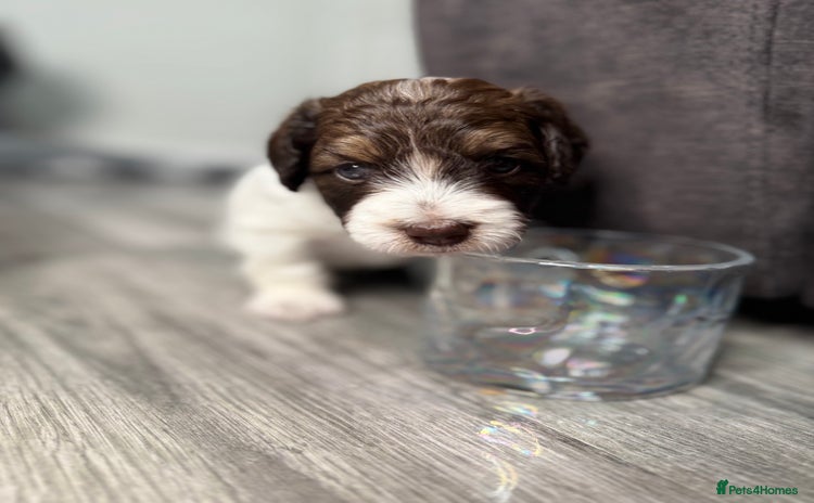 Bernedoodle dogs - Advert 2