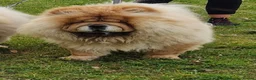 Chow Chow dogs for sale: STUNNING CHOW CHOW PUPPIES READY NOW - Advert 4