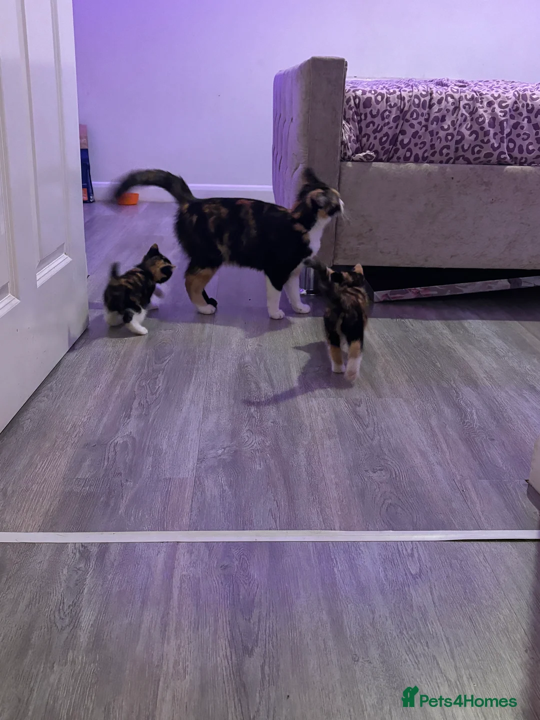 British Shorthair cats for sale: Calico kittens  - Advert 10