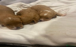 Cavapoo dogs for sale: 3 Gorgeous Cavapoo puppies - Image 4