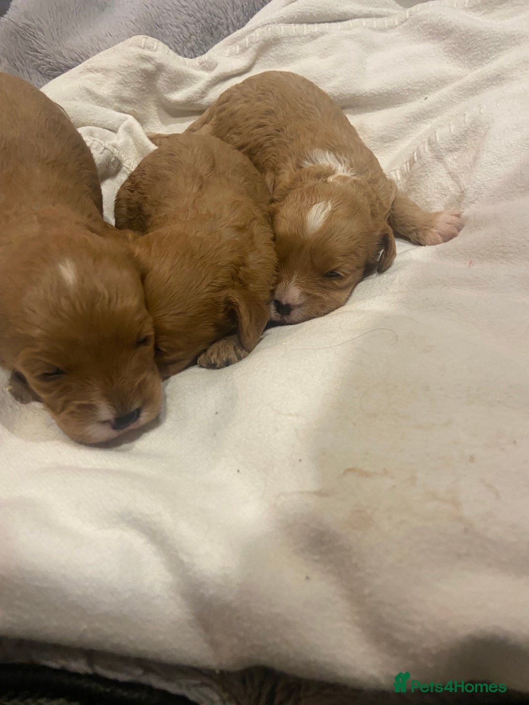 Cavapoo dogs for sale: 3 Gorgeous Cavapoo puppies - Image 4