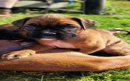 Boxer dogs for sale:   🐾 Champion Bloodline Boxer Puppies🐾 - Image 4