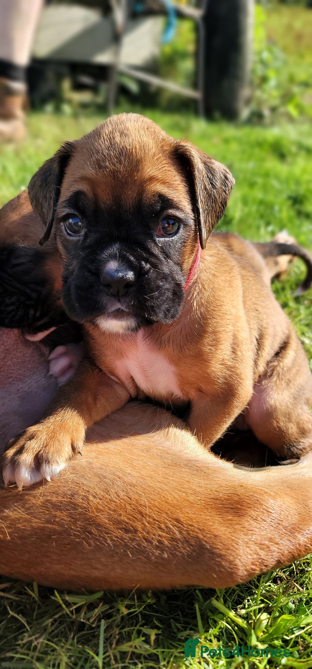 Boxer dogs for sale:   🐾 Champion Bloodline Boxer Puppies🐾 - Image 4