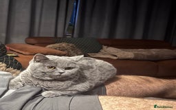 British Shorthair cats for sale: British shorthair cats Gccf registered  - Image 13