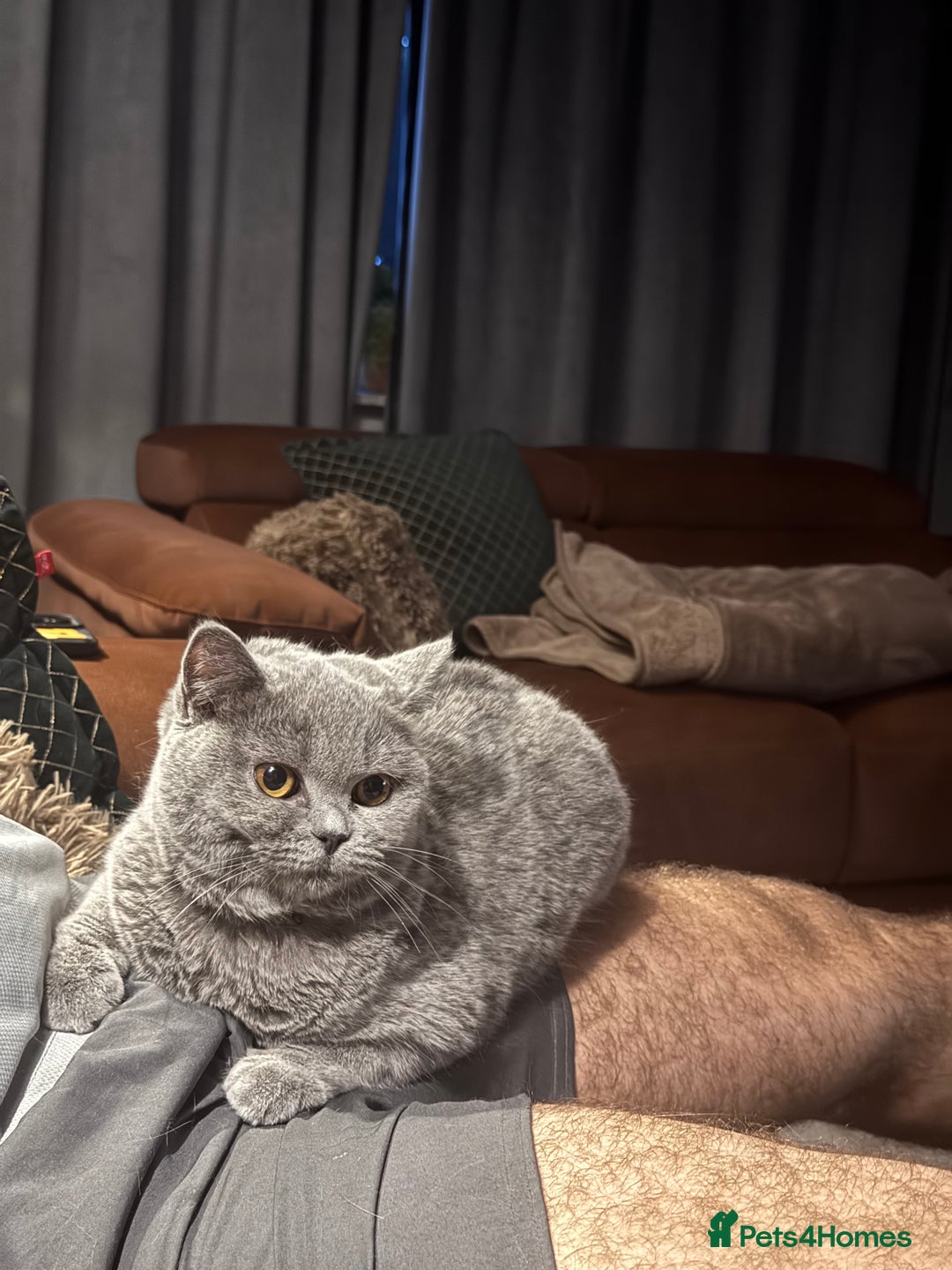 British Shorthair cats for sale: British shorthair cats Gccf registered  - Image 13