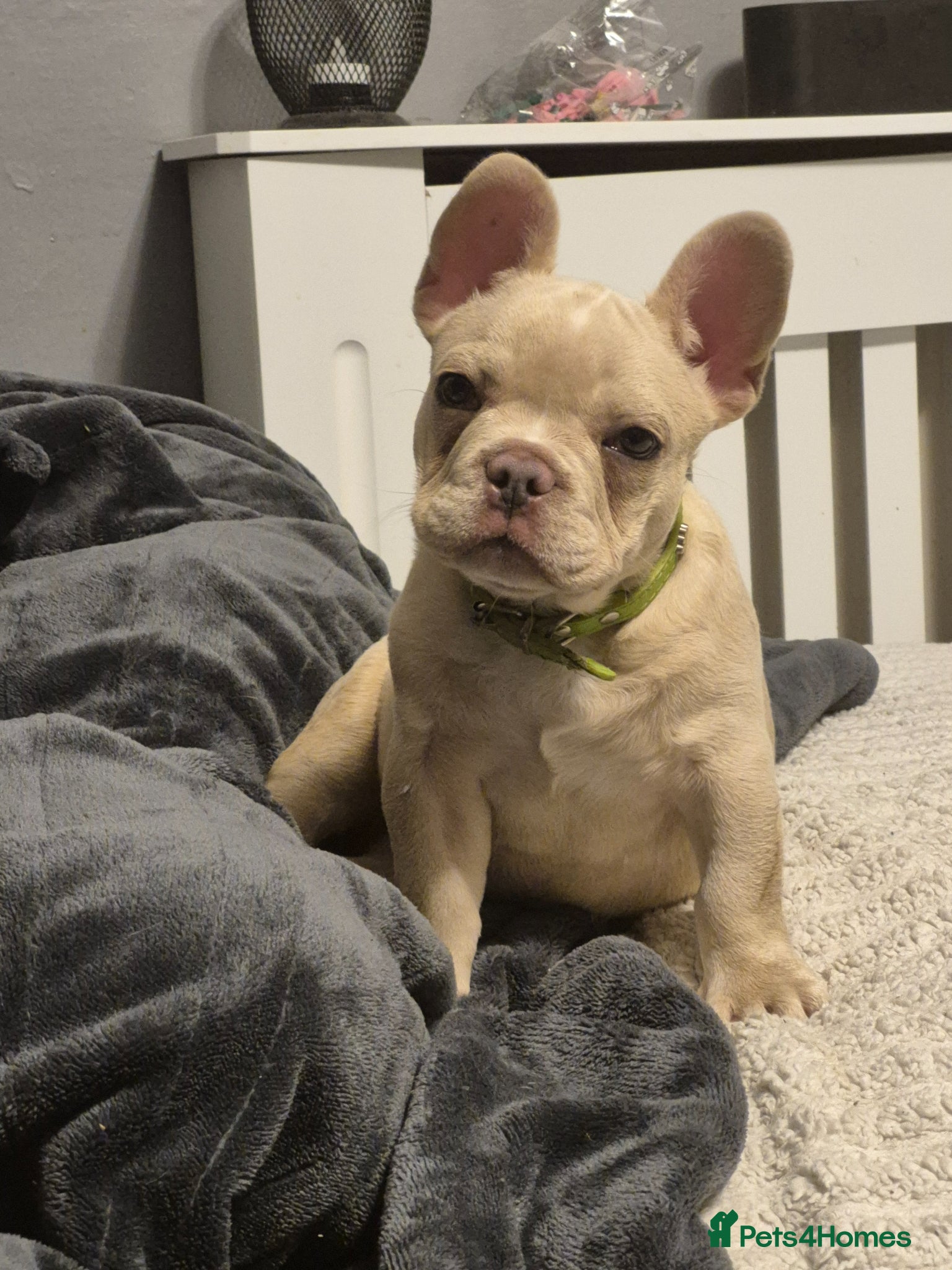 French Bulldog dogs One stunning DWKC pup left  - Advert 8