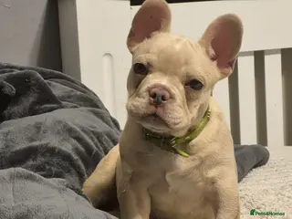 French Bulldog dogs One stunning DWKC pup left - Advert 13