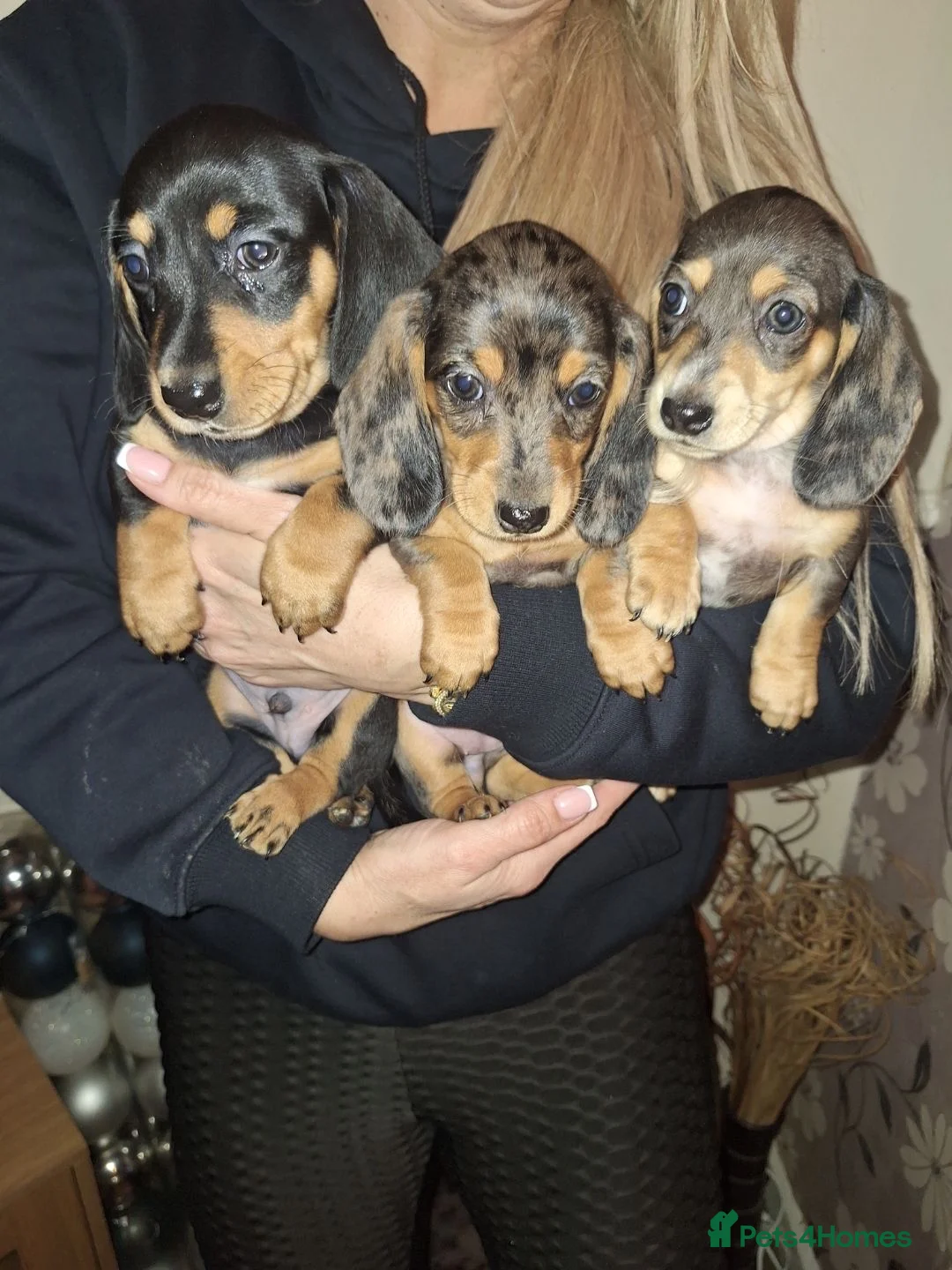 Dachshund dogs for sale: Miniature dachshunds boys and girls  - Advert 11