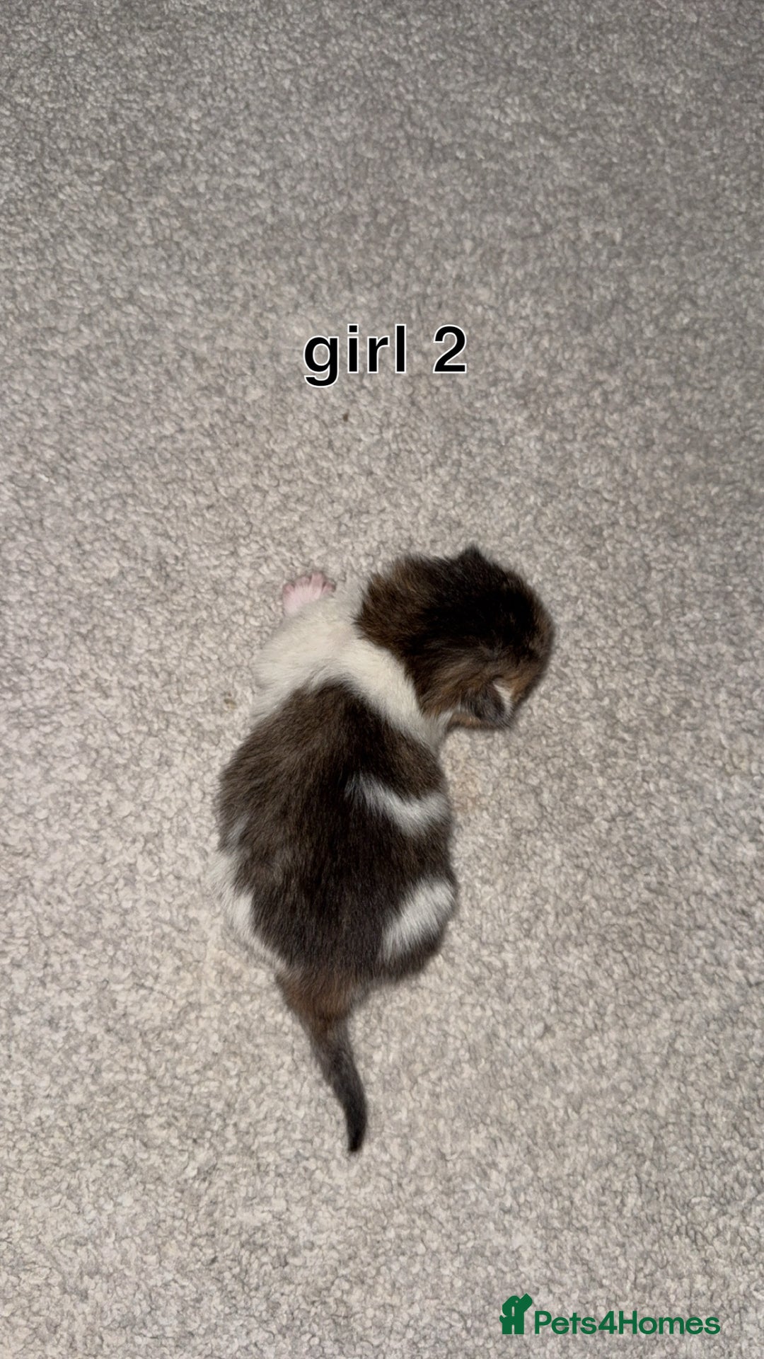 Scottish Fold cats for sale: 2 girl mixed scottish fold kittens  - Image 8