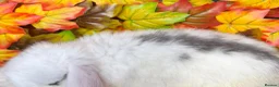 Mini Lop rabbits for sale: Quality Mini Lop girls ready now (Super tame) - Advert 12