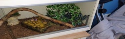 Python Snake reptiles for sale: Royal python  - Advert 8