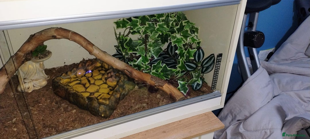 Python Snake reptiles for sale: Royal python  - Advert 8