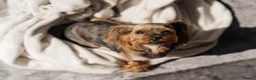 Yorkshire Terrier dogs for sale: Yorkshire Terrier Puppies 6 boys and 2 girls - Advert 19