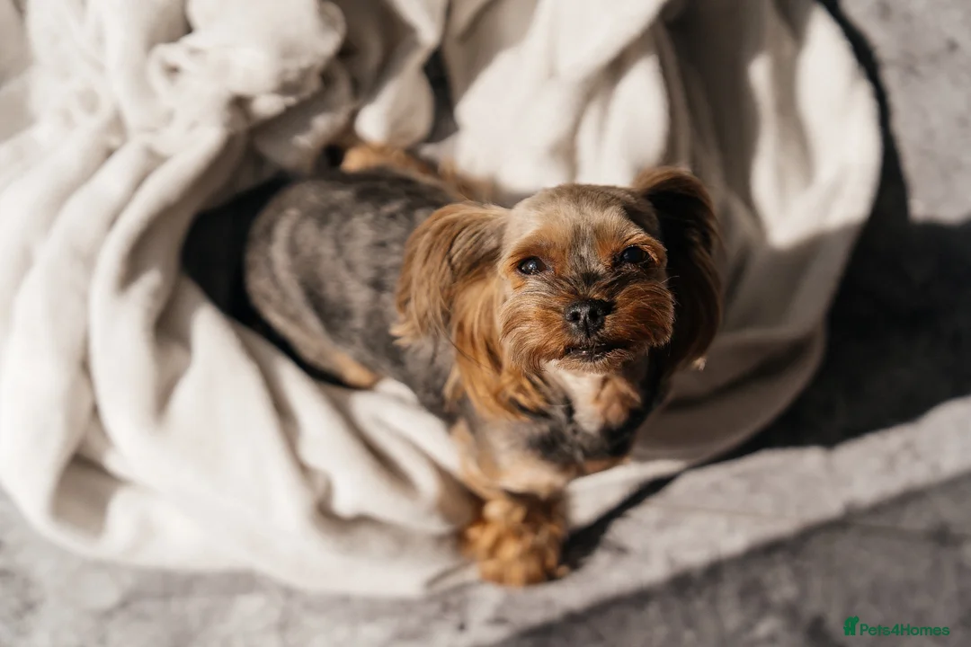 Yorkshire Terrier dogs for sale: Yorkshire Terrier Puppies 6 boys and 2 girls - Advert 19