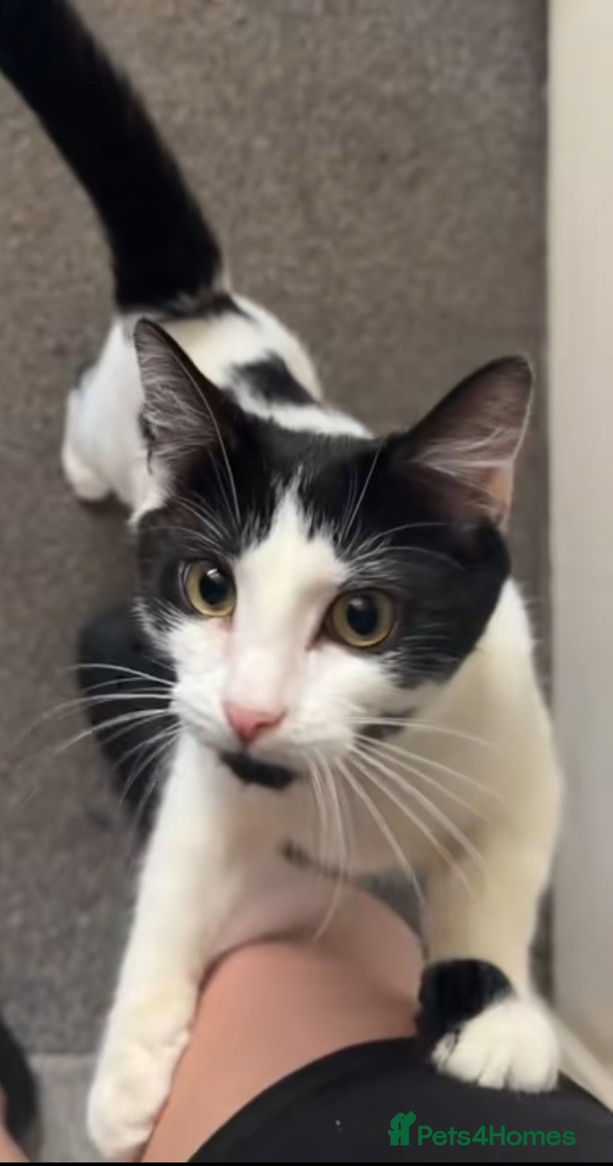 Domestic Shorthair cats Two kittens for sale - Advert 17