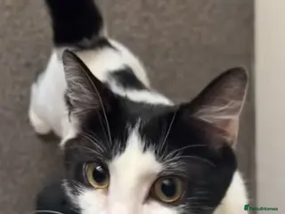 Domestic Shorthair cats Two kittens for sale - Advert 17