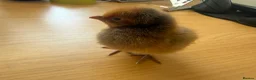 Chickens poultry for sale: Day old Buff and Gold Laced Orpington chicks  - Advert 3