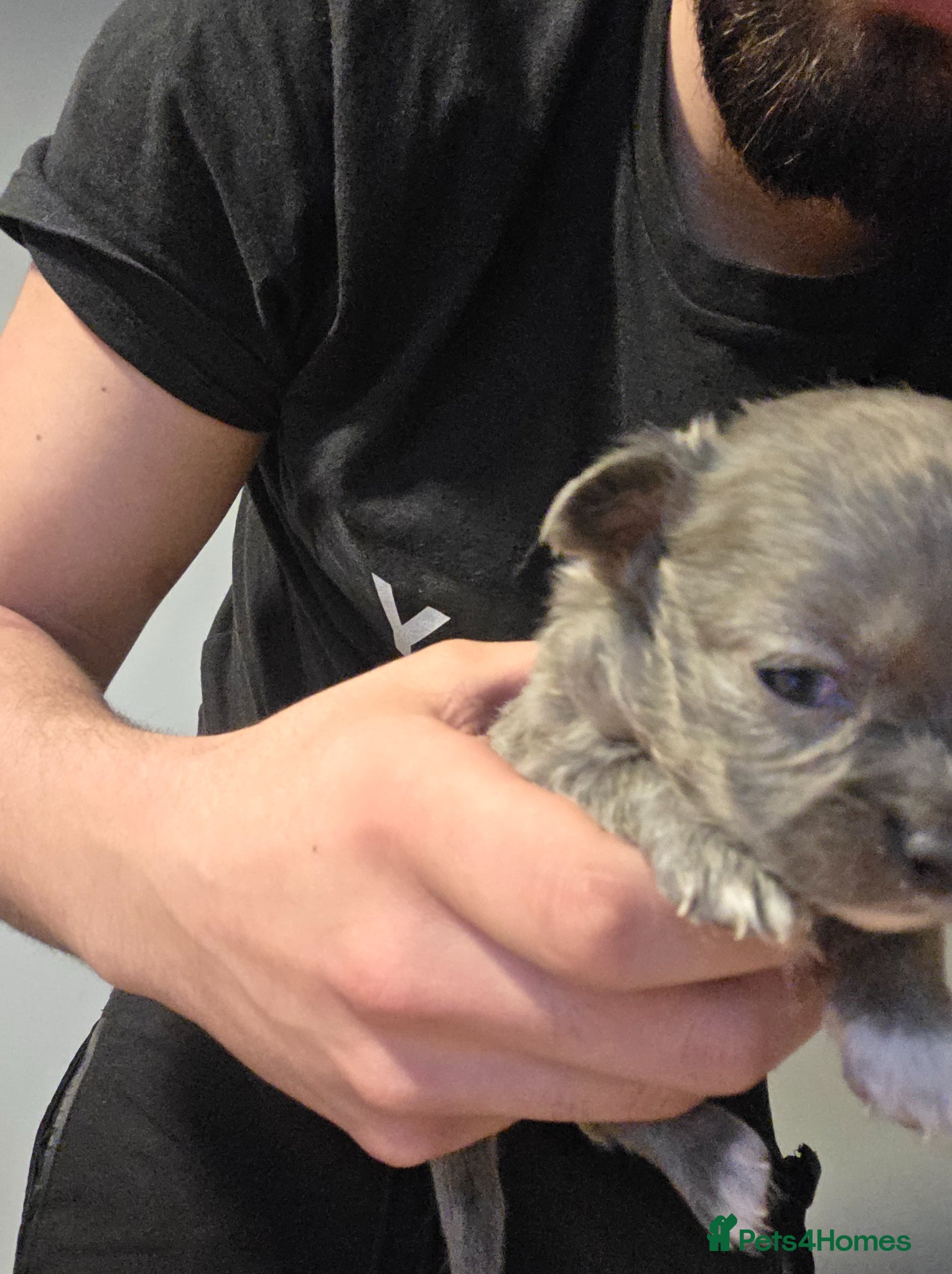 Chihuahua dogs for sale: Long & short haird chihuahua puppies  in Wirral - Advert 15