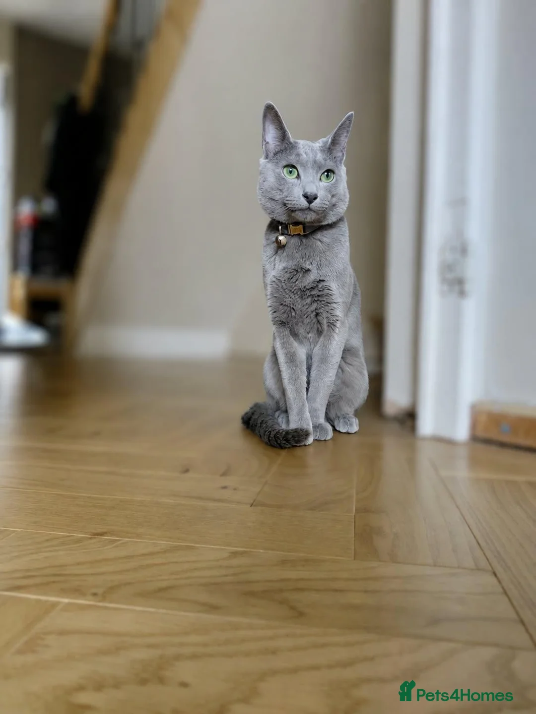 Russian Blue cats for sale: 🐾 All Kittens Reserved 🐾 - Advert 2